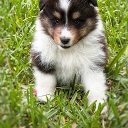 Nova - Black white and tan male Shetland Sheepdog puppy in Miami, Florida from Cielito Lindo Shelties