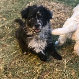 Jordache - Black merle female Mudi puppy in Valley Mills, Texas from Graves Farm Mudi