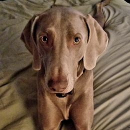 Weimaraners from Touch of Grey Weimaraners