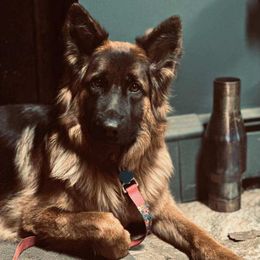 Ari - German Shepherd