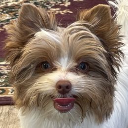 Dallas - Yorkshire Terrier