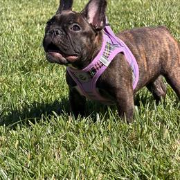 Belle - Brindle female French Bulldog puppy in Riverside, California from Nancy Smith Woodcrest Frenchies