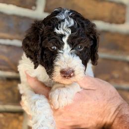 Cedar - Parti male Goldendoodle puppy in Macclenny, Florida from Baker County Goldendoodles