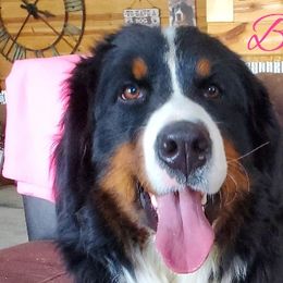 Kalo - Bernese Mountain Dog