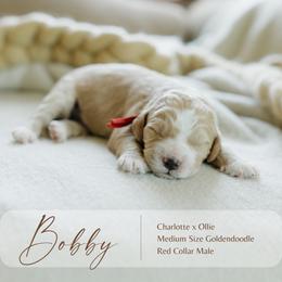 Bobby - Apricot male Goldendoodle puppy in Hiddenite, North Carolina from Rose and Reid Doodles