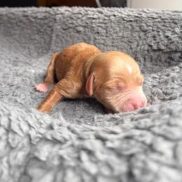 Gucci - Red  female Goldendoodle puppy in Pine Grove, California from Lundee Doodles