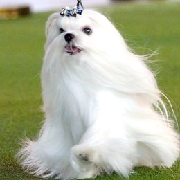 Fox - Maltese