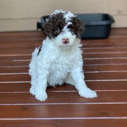 Australian Labradoodle Puppies from Rainier Labradoodles