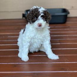Australian Labradoodle Puppies from Rainier Labradoodles