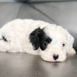 Snowy - Black and white female Cavapoo puppy in Saint George, Utah from Fitzdoodles