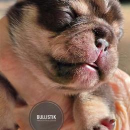 Luna - Tricolors female French Bulldog puppy in Celeste, Texas from Bullistik® Knl