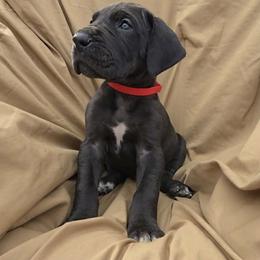 Red Collar Male - Black male Great Dane puppy in Newport, Washington from Lakefront Danes