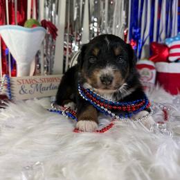 Cosmo (cosmopolitan) - Black tri-color male Australian Shepherd puppy in Fredericksburg, Virginia from Cooper Ridge Aussies