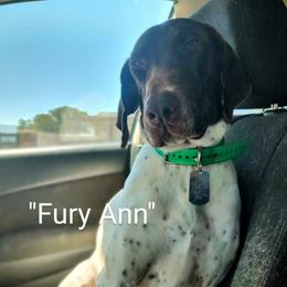 "Fury Ann", C.G.C - German Shorthaired Pointer