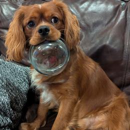 Cavalier King Charles Spaniel All Grown Up from Cavalier Court Pups