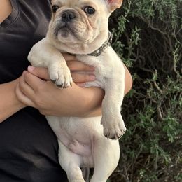 French Bulldog and Labrador Retriever Puppies from Desiree Ortiz's French Bull Dogs and Labrador Retrievers