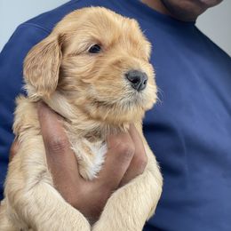 Labradoodle Puppies from Koko's Klub