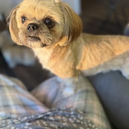 Clover - Shih Tzu