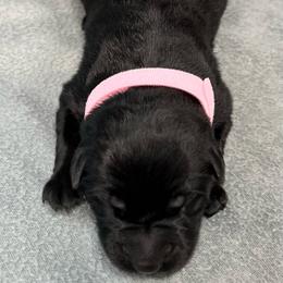 Girl 1 - pink collar - Black female German Shepherd puppy in Sharon Grove, Kentucky from Julie’s Shepherds