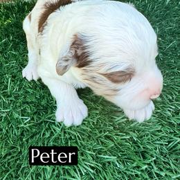 Peter - Red merle male Aussiedoodle puppy in Bakersfield, California from Annie's Aussies