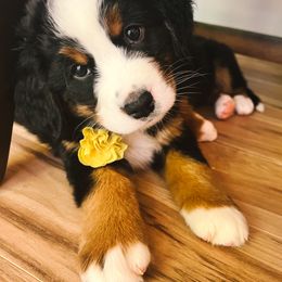 Bernese Mountain Dog Puppies from Berner Bud Farm