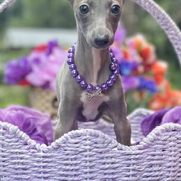 Dachshunds and Italian Greyhounds from Elite Doxies Florida