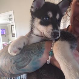 Pomsky Puppies from Bluebonnet Pomskies