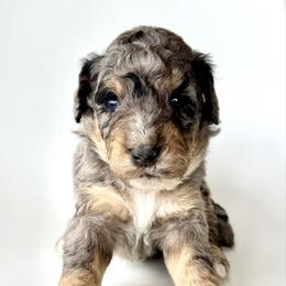 Skye - Blue merle female Bernedoodle puppy in Pulaski, Tennessee from Doodle My Heart
