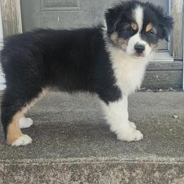 Finn - Black tri-color male Australian Shepherd puppy in Wauneta, Nebraska from 4H Aussies