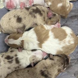 Ginger - Sable female Aussiedoodle puppy in Hempstead, Texas from Young Gun Aussies