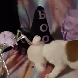 Bulldog Puppies from B-Hive Bulldogs