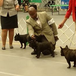 French Bulldog All Grown Up from Biglovebullys