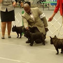French Bulldog All Grown Up from Biglovebullys