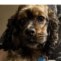 Pebbles - Cocker Spaniel