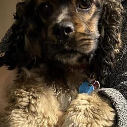 Pebbles - Cocker Spaniel