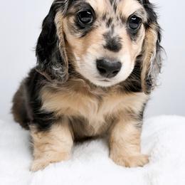 Coral - Dapple female Dachshund puppy in Redding, California from Jean & Mae Doxies