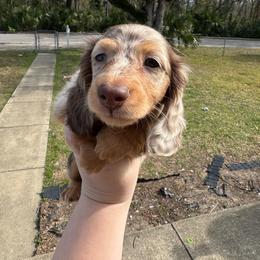 Dachshund Puppies from EntityDachs