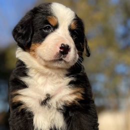 Lola - Black rust and white Bernese Mountain Dog puppy in New Haven, Indiana from Milan Berners