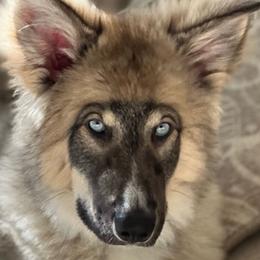 Native American Indian Dog Puppies from Seven Sisters Canids