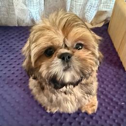 DUDLEY - Gold male Shih Tzu puppy in Kamilche, Washington from Serendipity Shih tzu