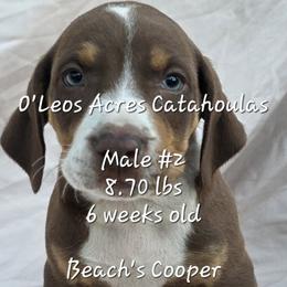 MALE - 2 - Chocolate male Catahoula Leopard Dog puppy in Perry, Florida from O'Leos' Acres Catahoulas