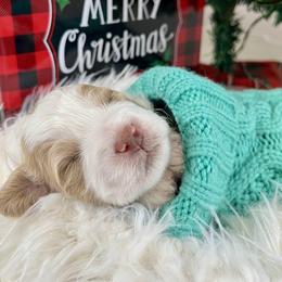 Tan Boy - Parti male Goldendoodle puppy in Greeley, Colorado from Millie Billie Doodles