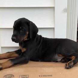 Chief - Black and rust male Doberman Pinscher puppy in Mc Donough, Georgia from Davis Doberman Pinschers