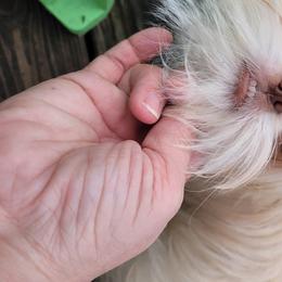 Shih Tzu Puppies from Sugar Paws Heavenly Shih Tzu’s