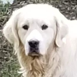 Google - Golden Retriever
