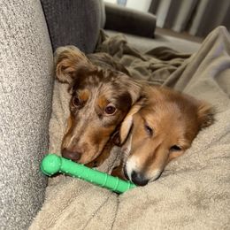 Dachshund Puppies from The Long Dog Lounge of Montana