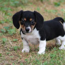 Dachshund Puppies from Tygart Creek Dachshunds