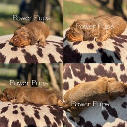 Starburst - Sable female Dachshund puppy in Detroit, Texas from Power Pups