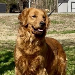 Pepper - Golden Retriever