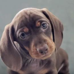 Dachshunds from Poplar Ridge Dachshunds